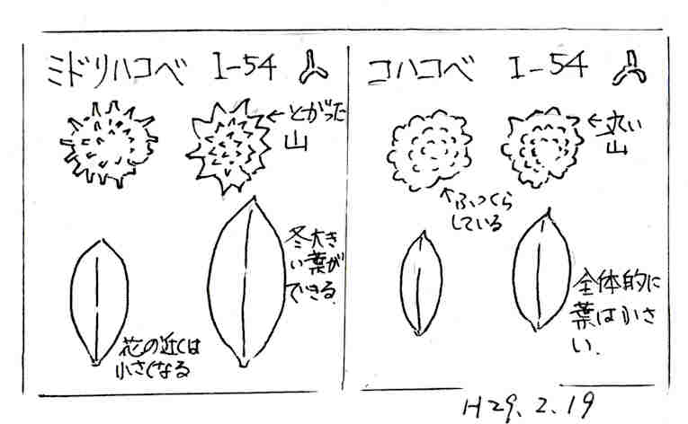 f:id:chuumeikun:20170807205759j:plain