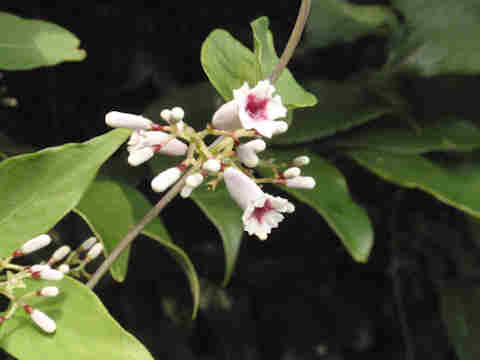 f:id:chuumeikun:20170809200212j:plain