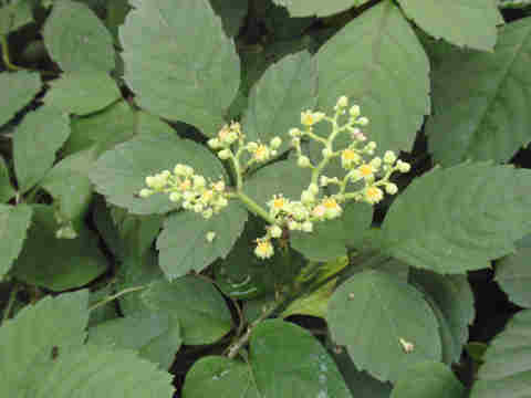 f:id:chuumeikun:20170809200234j:plain