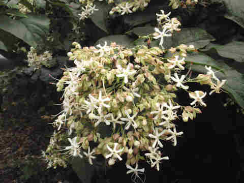 f:id:chuumeikun:20170810192247j:plain