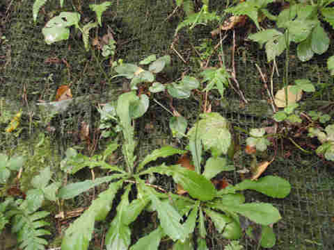 f:id:chuumeikun:20170810192446j:plain