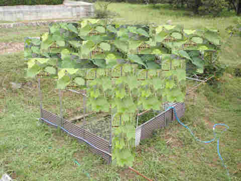 f:id:chuumeikun:20170813022902j:plain f:id:chuumeikun:20170813022902j:plain