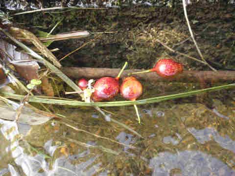 f:id:chuumeikun:20170818014144j:plain f:id:chuumeikun:20170818014144j:plain