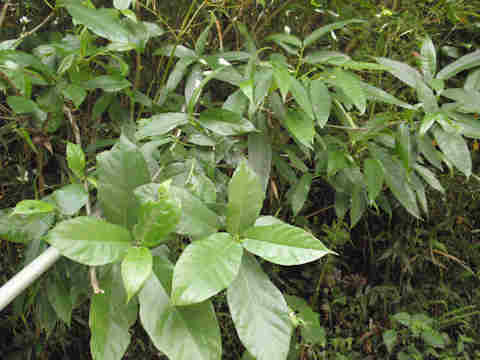 f:id:chuumeikun:20170818014201j:plain f:id:chuumeikun:20170818014201j:plain