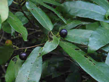 f:id:chuumeikun:20170818014235j:plain f:id:chuumeikun:20170818014235j:plain