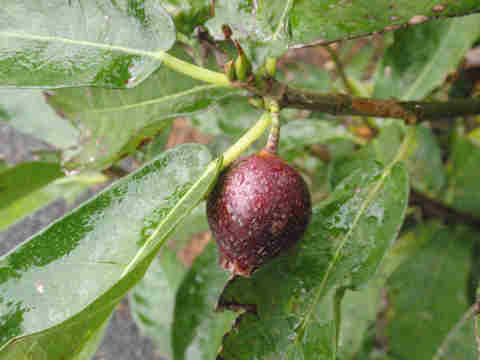 f:id:chuumeikun:20170818014251j:plain f:id:chuumeikun:20170818014251j:plain