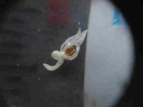 f:id:chuumeikun:20170818014438j:plain f:id:chuumeikun:20170818014438j:plain