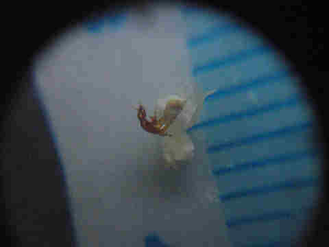 f:id:chuumeikun:20170818014500j:plain f:id:chuumeikun:20170818014500j:plain