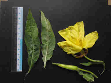 f:id:chuumeikun:20170821232854j:plain