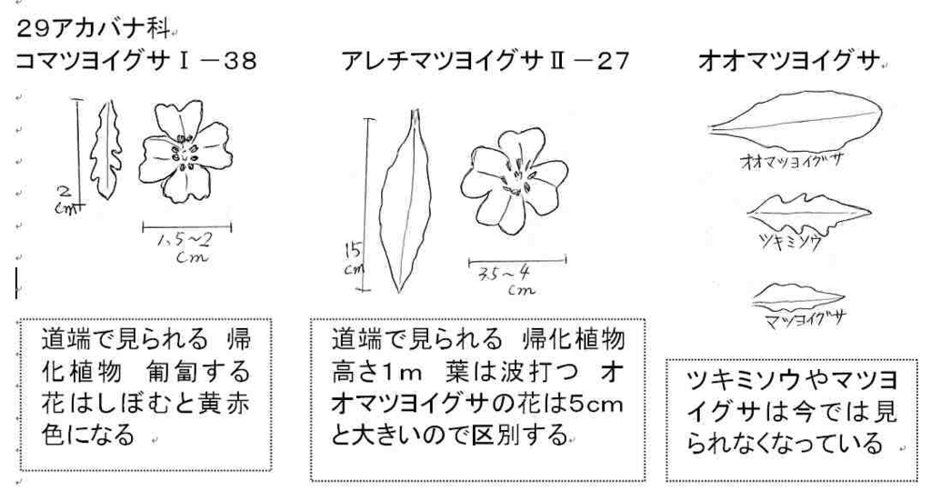 f:id:chuumeikun:20170821232927j:plain