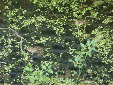 f:id:chuumeikun:20170824194137j:plain f:id:chuumeikun:20170824194137j:plain