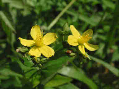 f:id:chuumeikun:20170829181953j:plain f:id:chuumeikun:20170829181953j:plain