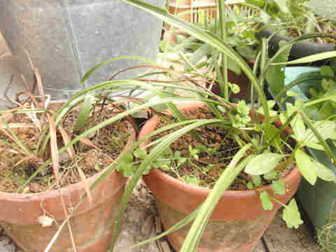 f:id:chuumeikun:20170829182230j:plain f:id:chuumeikun:20170829182230j:plain