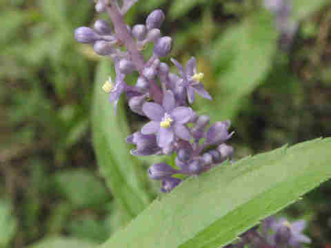 f:id:chuumeikun:20170911055459j:plain