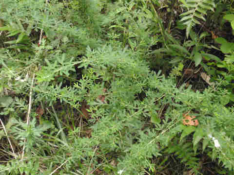 f:id:chuumeikun:20170911055533j:plain