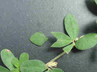 f:id:chuumeikun:20170911055650j:plain