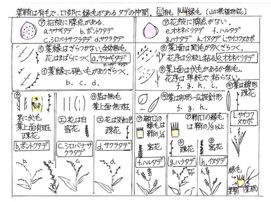 f:id:chuumeikun:20170921001808j:plain f:id:chuumeikun:20170921001808j:plain