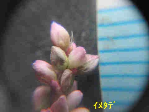 f:id:chuumeikun:20170921001823j:plain f:id:chuumeikun:20170921001823j:plain