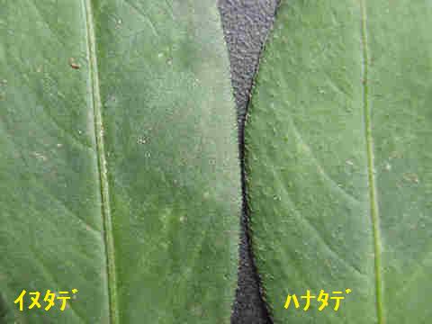 f:id:chuumeikun:20170921001853j:plain f:id:chuumeikun:20170921001853j:plain