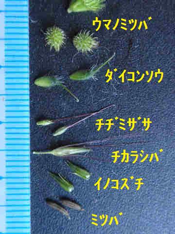 f:id:chuumeikun:20170928215604j:plain