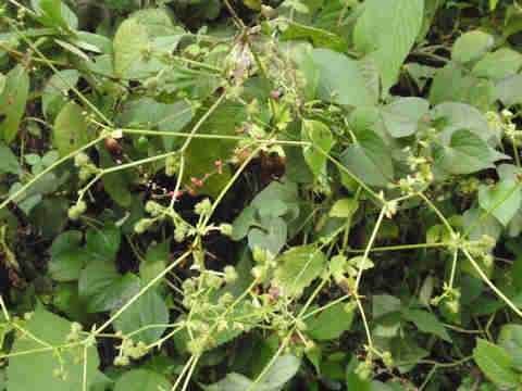 f:id:chuumeikun:20170928215703j:plain