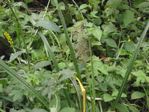 f:id:chuumeikun:20170928215752j:plain