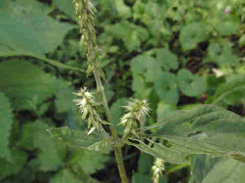 f:id:chuumeikun:20170928215827j:plain