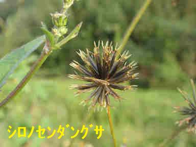 f:id:chuumeikun:20170928215922j:plain