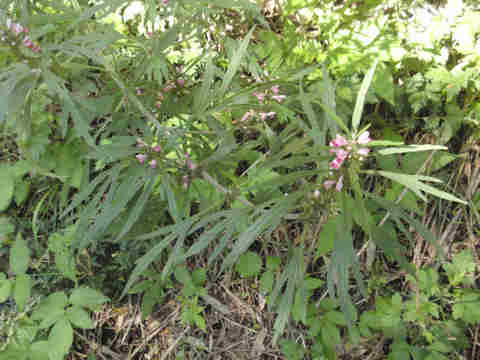 f:id:chuumeikun:20171003212457j:plain f:id:chuumeikun:20171003212457j:plain