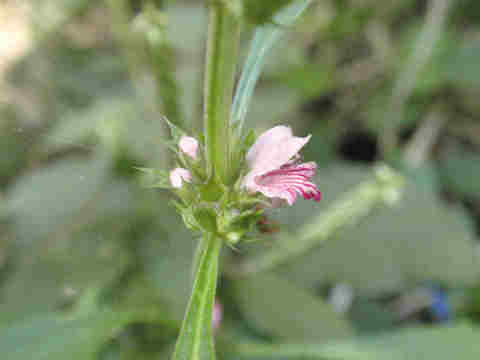 f:id:chuumeikun:20171003212512j:plain f:id:chuumeikun:20171003212512j:plain