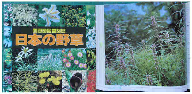 f:id:chuumeikun:20171003212531j:plain f:id:chuumeikun:20171003212531j:plain