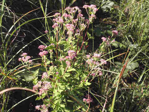 f:id:chuumeikun:20171003212553j:plain f:id:chuumeikun:20171003212553j:plain