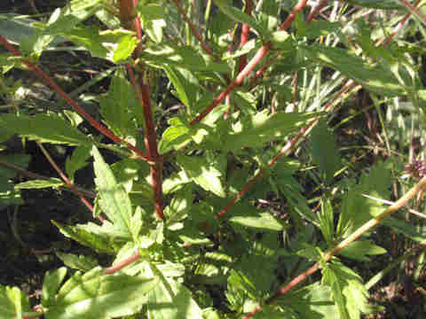 f:id:chuumeikun:20171003212608j:plain f:id:chuumeikun:20171003212608j:plain