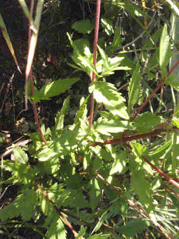 f:id:chuumeikun:20171003212624j:plain f:id:chuumeikun:20171003212624j:plain