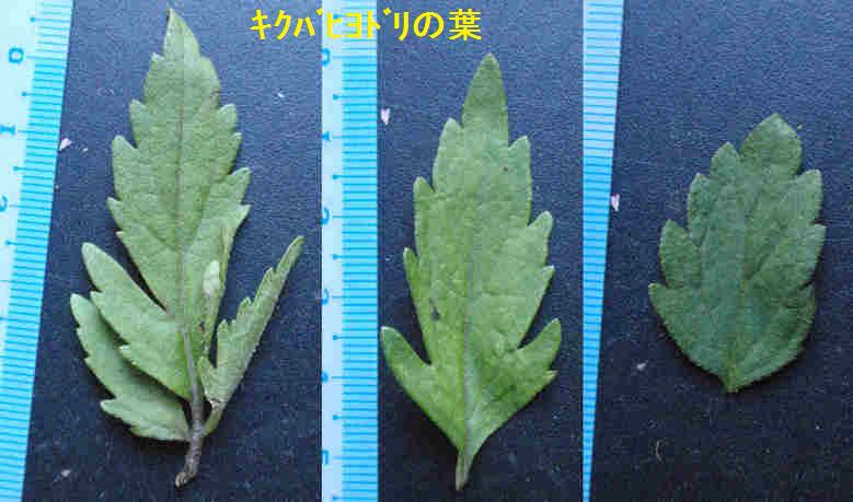 f:id:chuumeikun:20171003212700j:plain f:id:chuumeikun:20171003212700j:plain