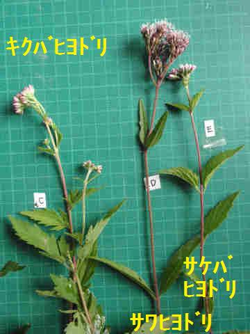 f:id:chuumeikun:20171003212717j:plain f:id:chuumeikun:20171003212717j:plain