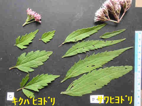 f:id:chuumeikun:20171003212744j:plain f:id:chuumeikun:20171003212744j:plain