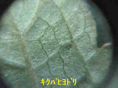 f:id:chuumeikun:20171003212803j:plain f:id:chuumeikun:20171003212803j:plain