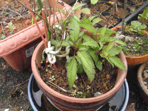 f:id:chuumeikun:20171003212823j:plain f:id:chuumeikun:20171003212823j:plain