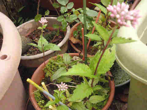 f:id:chuumeikun:20171003212845j:plain f:id:chuumeikun:20171003212845j:plain