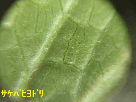 f:id:chuumeikun:20171003212910j:plain f:id:chuumeikun:20171003212910j:plain