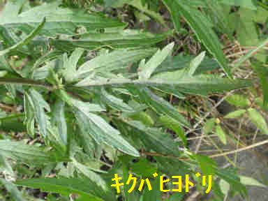 f:id:chuumeikun:20171003212948j:plain f:id:chuumeikun:20171003212948j:plain