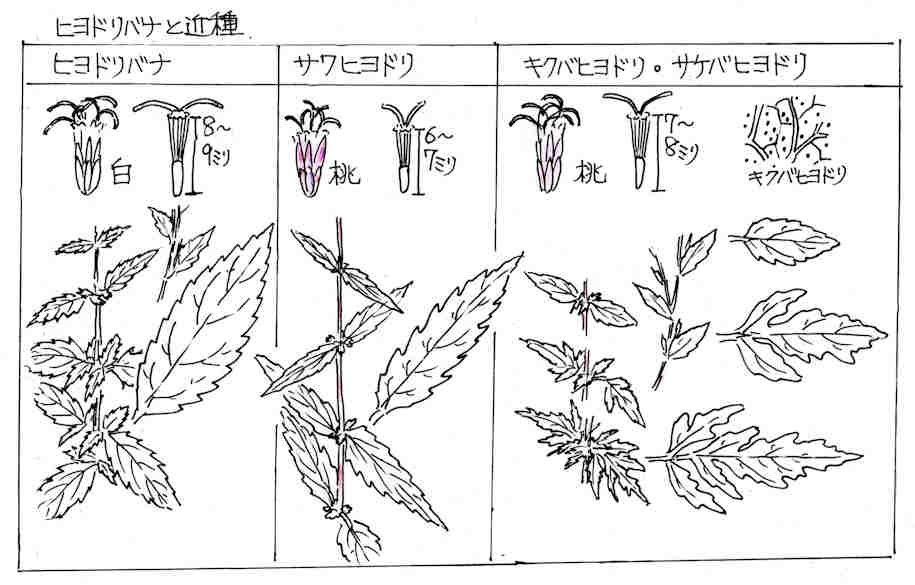 f:id:chuumeikun:20171003213028j:plain f:id:chuumeikun:20171003213028j:plain