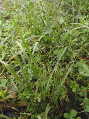 f:id:chuumeikun:20171015185309j:plain f:id:chuumeikun:20171015185309j:plain