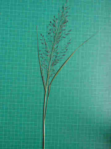 f:id:chuumeikun:20171015185340j:plain f:id:chuumeikun:20171015185340j:plain