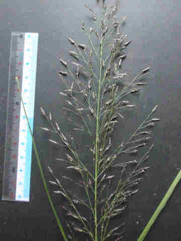 f:id:chuumeikun:20171015185355j:plain f:id:chuumeikun:20171015185355j:plain