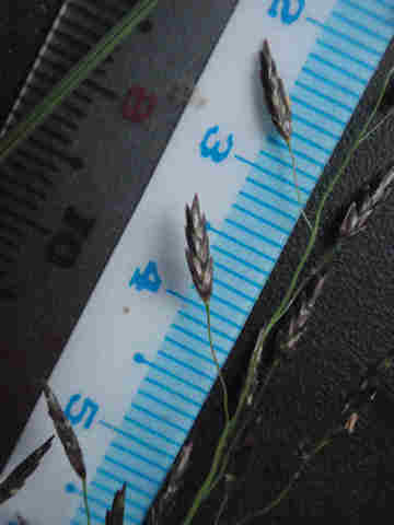 f:id:chuumeikun:20171015185410j:plain f:id:chuumeikun:20171015185410j:plain