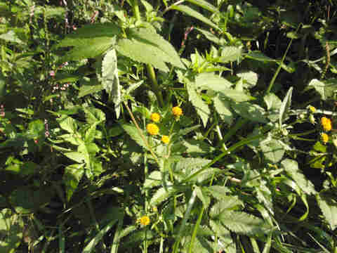 f:id:chuumeikun:20171015185450j:plain f:id:chuumeikun:20171015185450j:plain