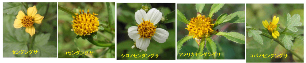 f:id:chuumeikun:20171015185510j:plain f:id:chuumeikun:20171015185510j:plain