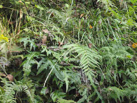 f:id:chuumeikun:20171015185530j:plain f:id:chuumeikun:20171015185530j:plain